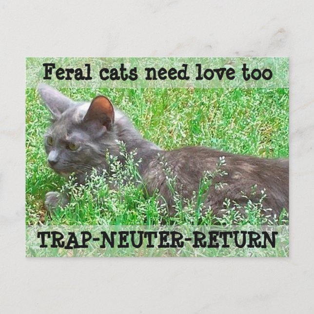 Carte Postale Les chats sauvages ont besoin d'amour - TNR (Devant)