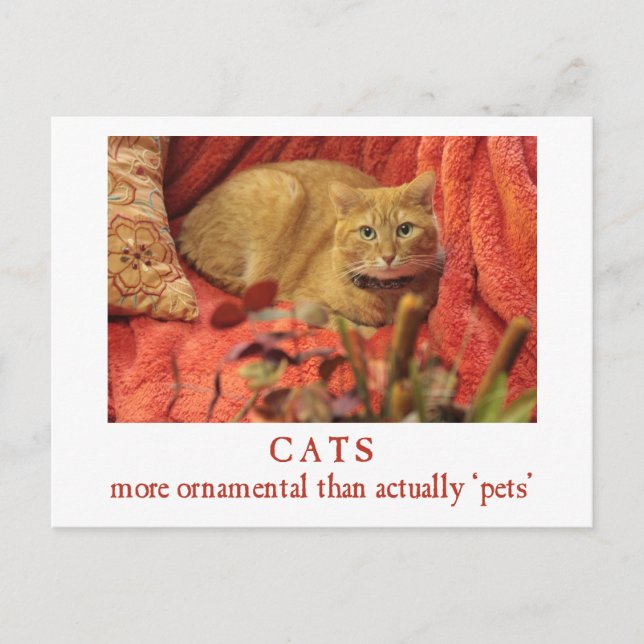 Carte Postale Les chats sont ornementaux (Devant)