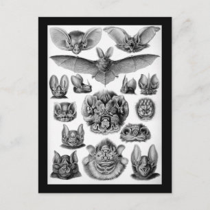 Carte Postale Les chauves-souris !