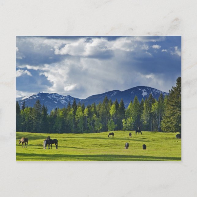 Carte Postale Les chevaux broutent dans les pâturages près du co (Devant)