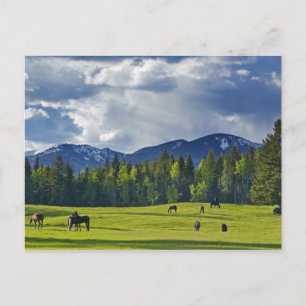 Carte Postale Les chevaux broutent dans les pâturages près du co