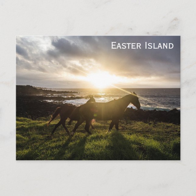 Carte Postale Les Chevaux de l'île de Pâques (Devant)
