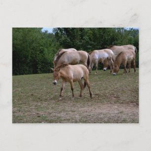 Carte Postale Les chevaux de Przewalski