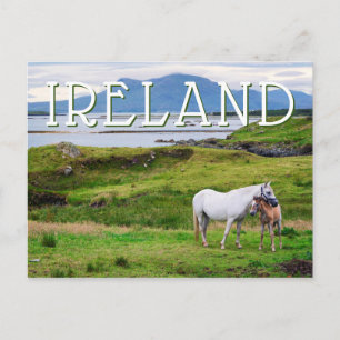 Carte Postale Les Chevaux du Connemara   Galway, Irlande