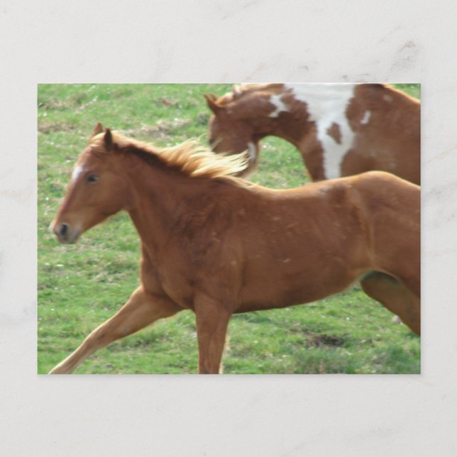 Carte Postale Les chevaux galopants (Devant)