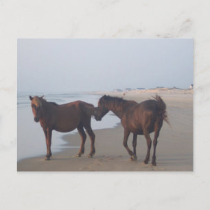 Carte Postale Les Chevaux sauvages de la plage de Carova