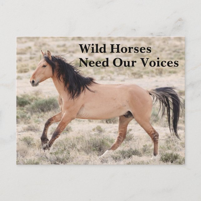 Carte Postale Les Chevaux Sauvages ont besoin de nos voix (Devant)