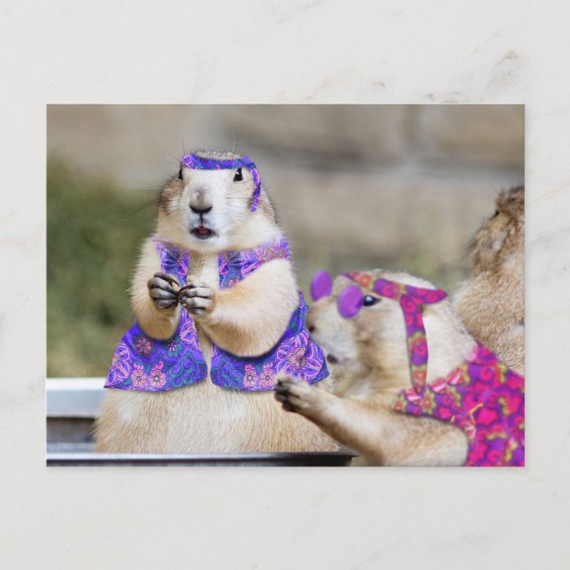 Carte Postale Les chiens des Prairies sont SUPER ! (Devant)