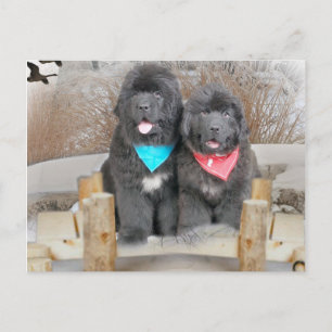 Carte Postale Les Chiots De Terre-Neuve Aiment La Plage