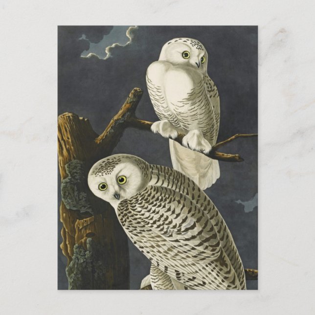 Carte Postale Les Chouettes neigeuses d'Audubon (Devant)