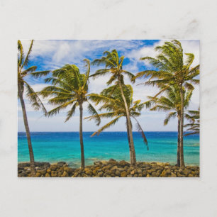 Carte Postale Les cocotiers (Cocos nucifera) se balancent dans