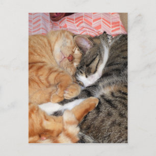 Carte Postale Les copains