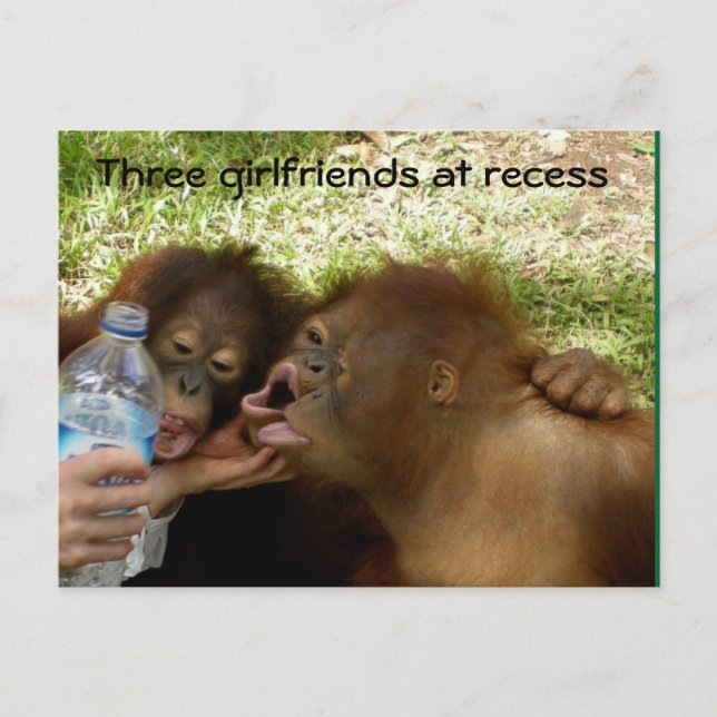 Carte Postale Les copines d'Orangoutan à Recess (Devant)