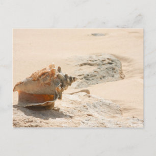 Carte Postale Les Coquillages Sur La Plage