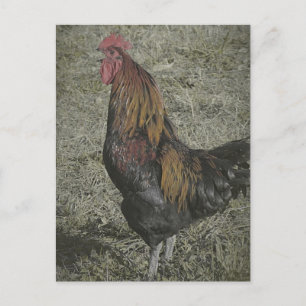 Carte Postale Les Corneilles De Coq
