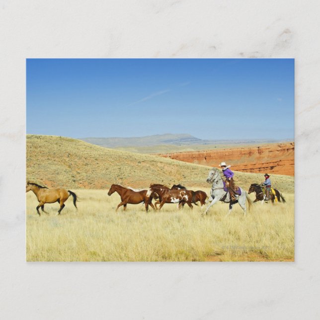 Carte Postale Les cow-boys élevant des chevaux (Devant)