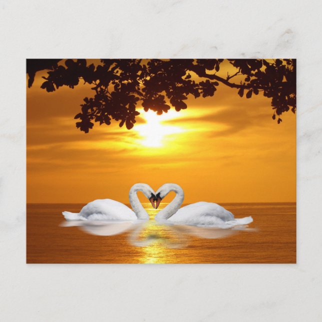 Carte Postale Les cygnes qui aiment (Devant)
