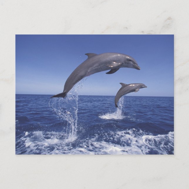 Carte Postale Les dauphins des Caraïbes (Devant)