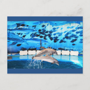 Carte Postale Les dauphins en mouvement