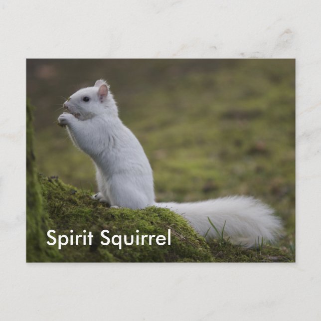 Carte Postale Les écureuils spirituels de l'Ouest (Devant)