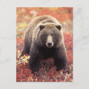 Carte Postale Les Etats-Unis, Alaska, Denali NP, ours gris