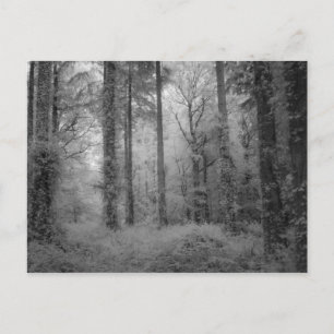 Carte Postale Les fées de Werndee Woods No1