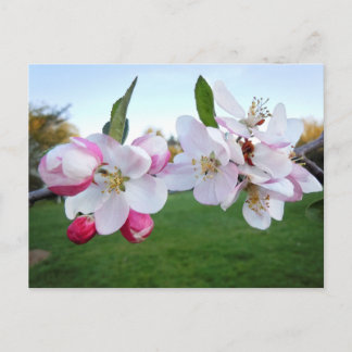 Carte Postale Les fleurs d'Apple