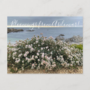 Carte Postale Les fleurs d'Asilomar : sarrasin de Sea Cliff