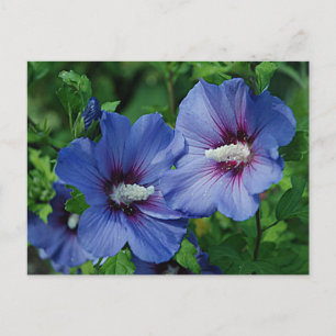 Carte Postale Les Fleurs de Blue Hibiscus