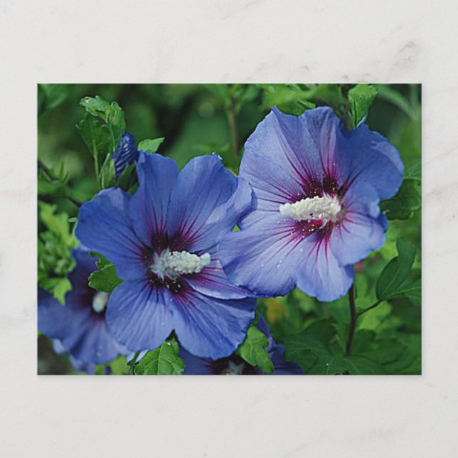 Carte Postale Les Fleurs de Blue Hibiscus (Devant)