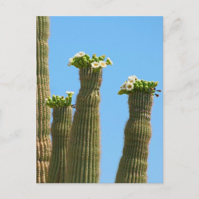 Carte Postale Les fleurs de cactus du Saguaro (Devant)