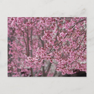 Carte Postale Les fleurs de cerisiers Sakura sont roses