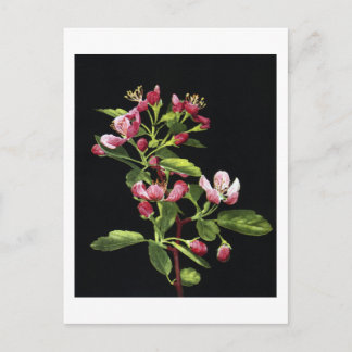 Carte Postale Les fleurs de crabe des Prairies
