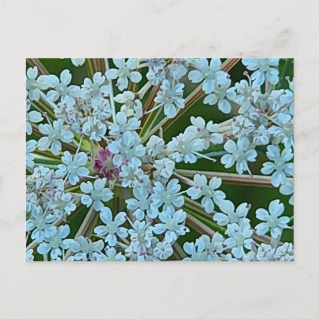 Carte Postale Les fleurs de dentelle de la reine Anne (Devant)