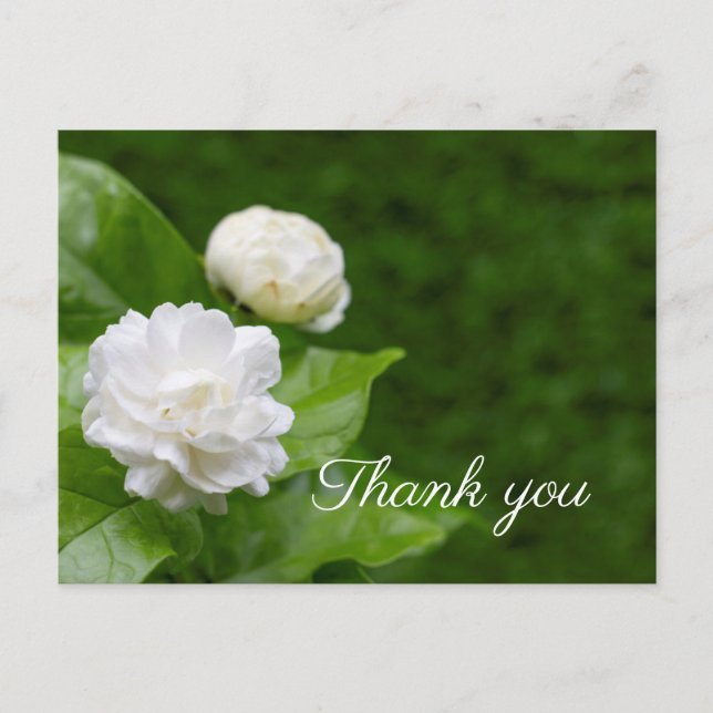 Carte Postale Les fleurs de jasmin sont en vert merci (Devant)