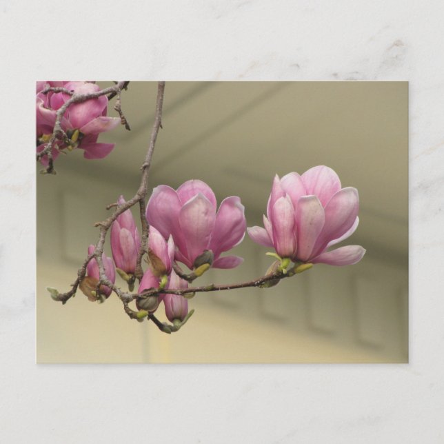 Carte Postale Les fleurs de Magnolia (Devant)