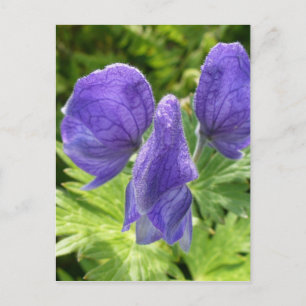Carte Postale Les fleurs de Monkshood, île de l'Unalaska
