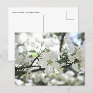 Carte Postale Les fleurs de pomme arbre de printemps Photographi