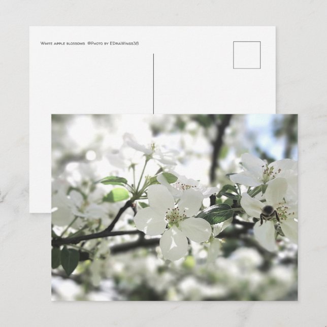 Carte Postale Les fleurs de pomme arbre de printemps Photographi (Devant / Derrière)