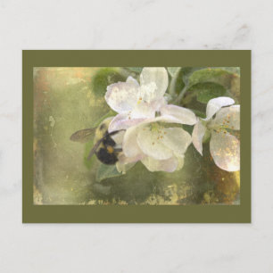Carte Postale Les fleurs de pomme et la bourdons