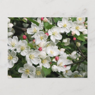 Carte Postale Les fleurs de pommes de crabe sont un signe sûr du
