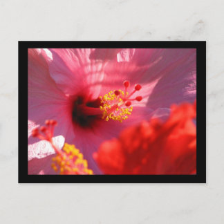 Carte Postale Les fleurs d'Hibiscus