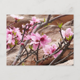 Carte Postale Les fleurs du printemps sur les rochers de Sion
