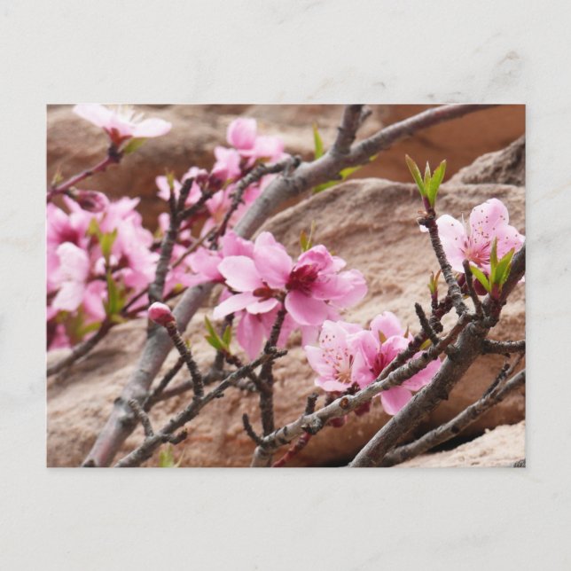 Carte Postale Les fleurs du printemps sur les rochers de Sion (Devant)