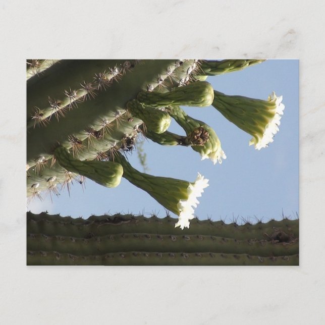 Carte Postale Les fleurs du Saguaro (Devant)