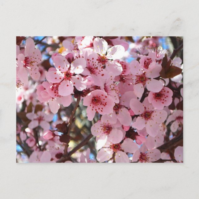 Carte Postale Les fleurs roses sur l'arbre à fleurs ornemental (Devant)