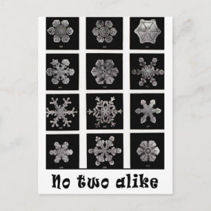 Carte Postale Les flocons de neige de Wilson Bentley, 1902