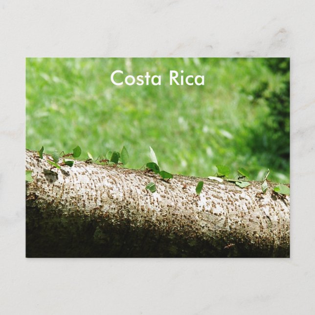 Carte Postale Les fourmis à découper de feuilles au Costa Rica (Devant)