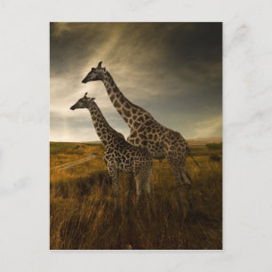 Carte Postale Les girafes et le paysage