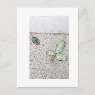 Carte Postale Les gouttelettes d'eau sur la photographie feuille